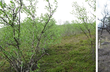 Cascading effects of moth outbreaks on subarctic soil food webs